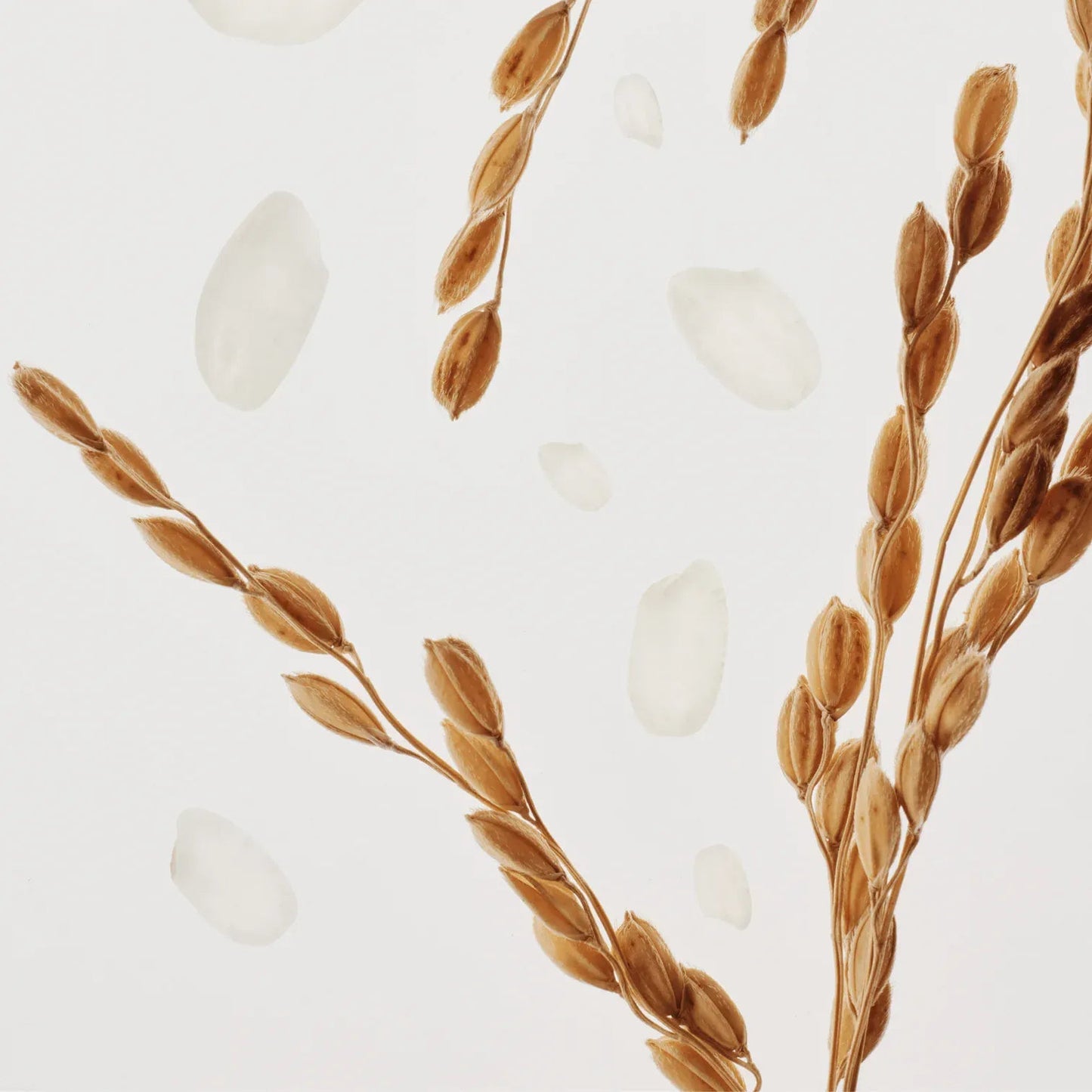 Beauty of Joseon Relief Sun ingrediente arroz